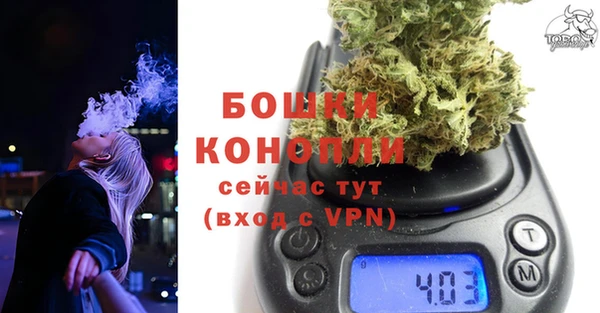 прущие грибы Новозыбков